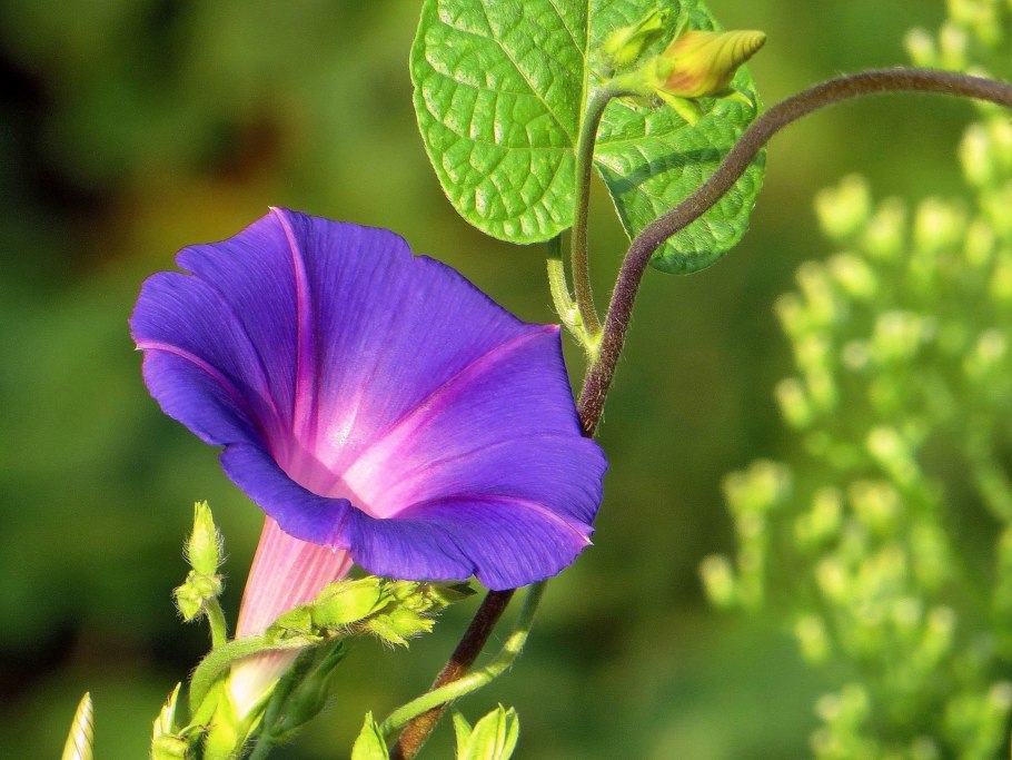 Вьюнок полевой