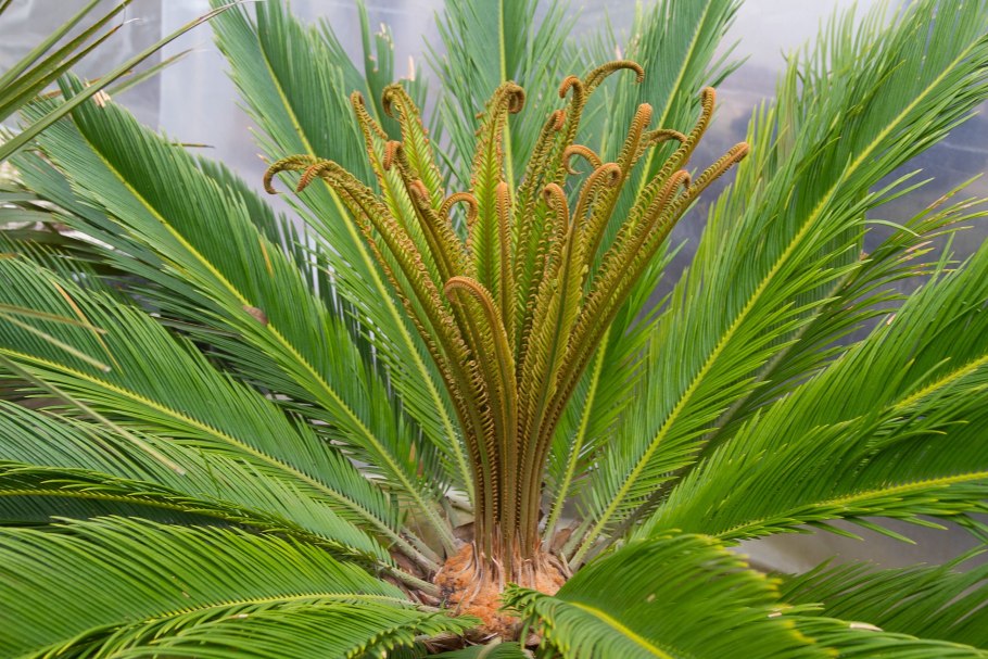 Саговник поникающий Cycas revoluta