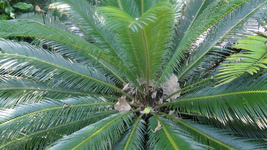 Cycas thouarsii