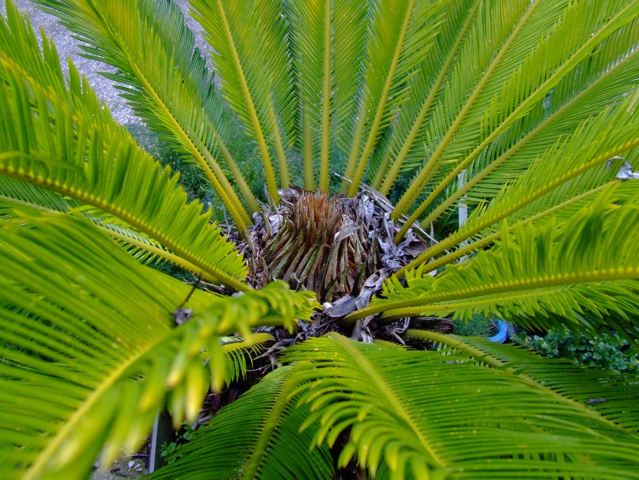 Саговник поникающий Cycas revoluta