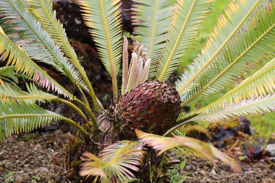 Jurassic Plants
