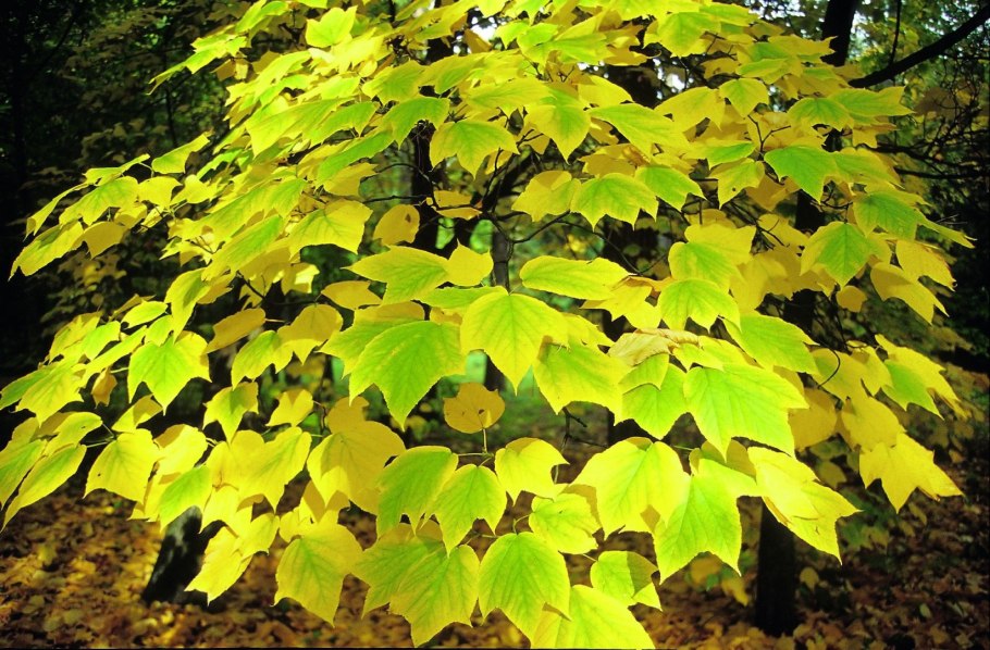 Клен пенсильванский Acer pensylvanicum