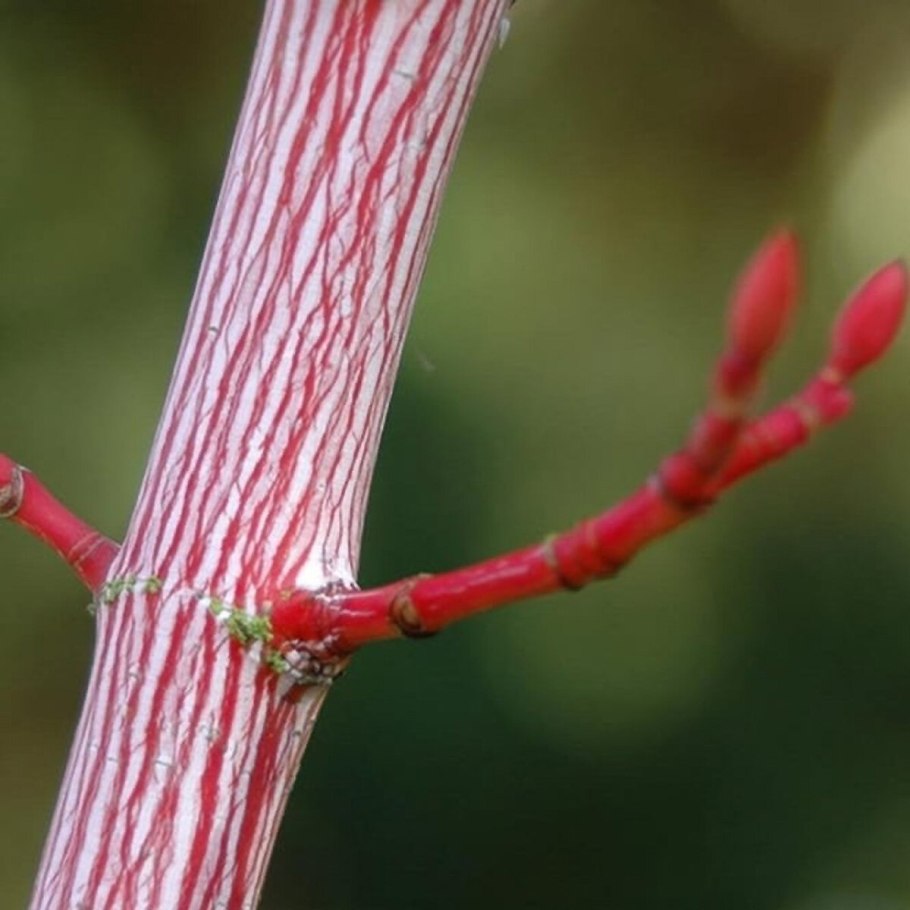 Ясень Ауреа
