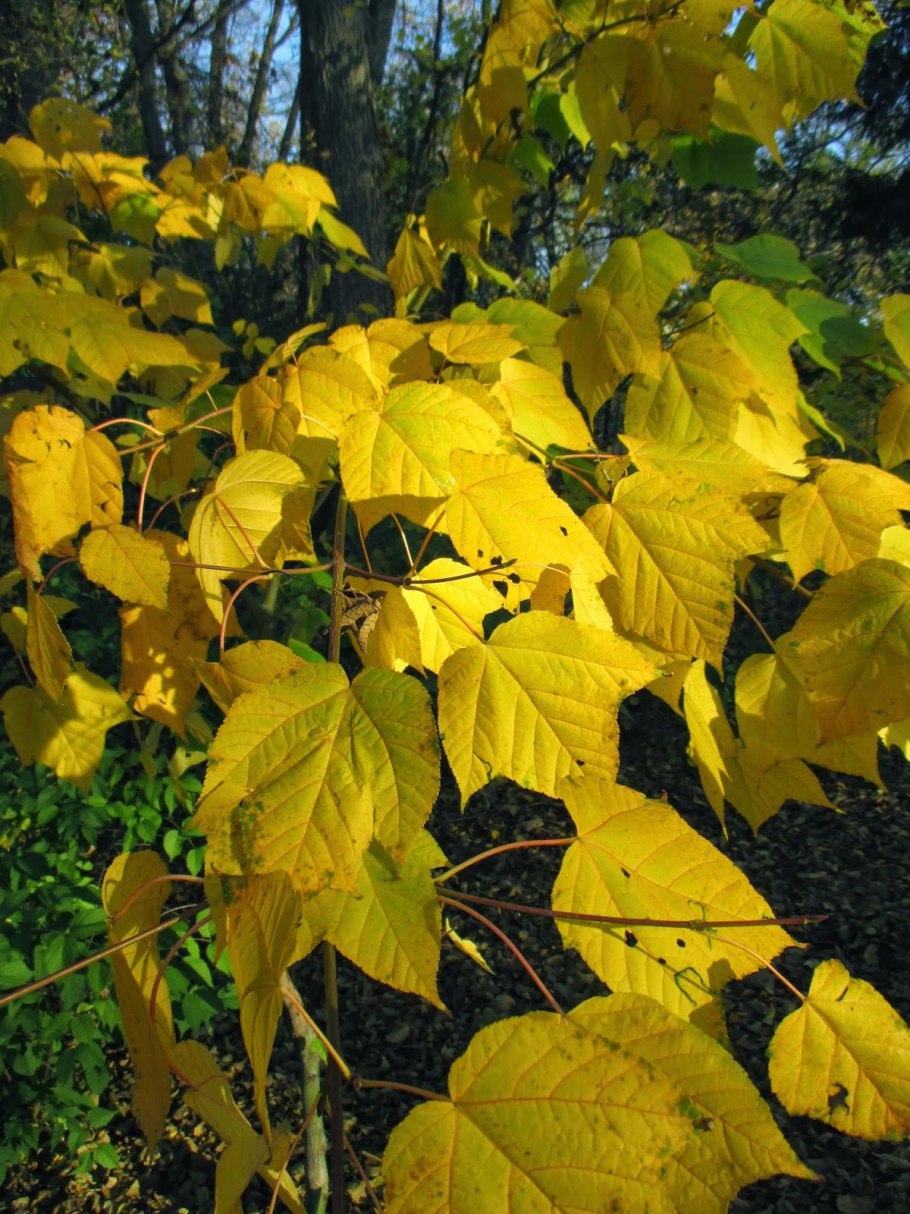 Клен зеленокорый