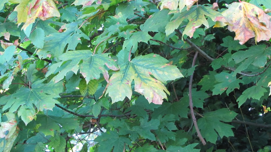 Ясень пенсильванский плод