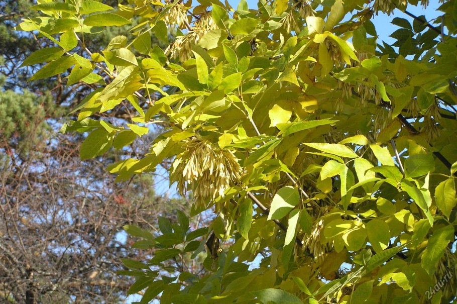 Ясень обыкновенный fraxinus excelsior