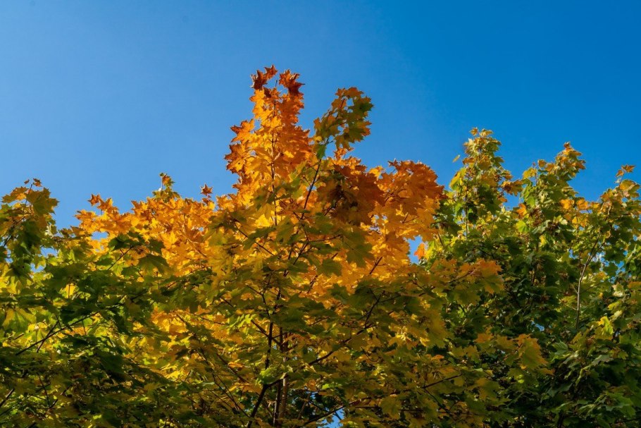 Ясень дерево