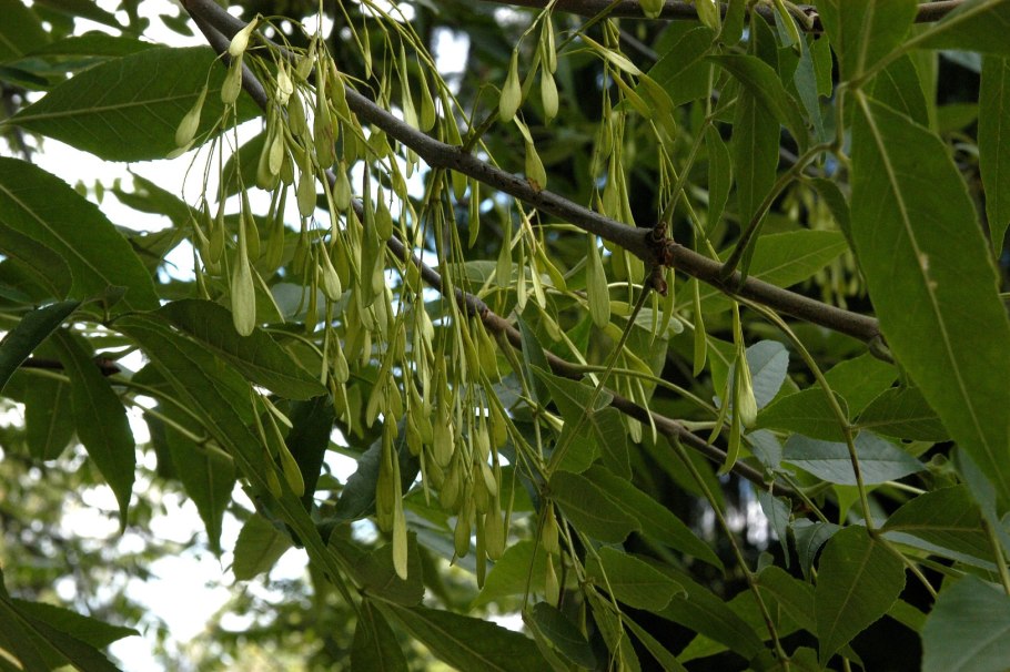 Ясень пенсильванский fraxinus pennsylvanica