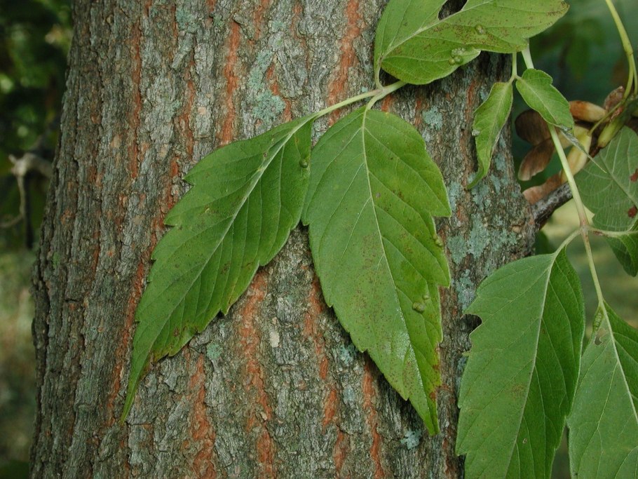 Клен,белый Явор 5-7 лет