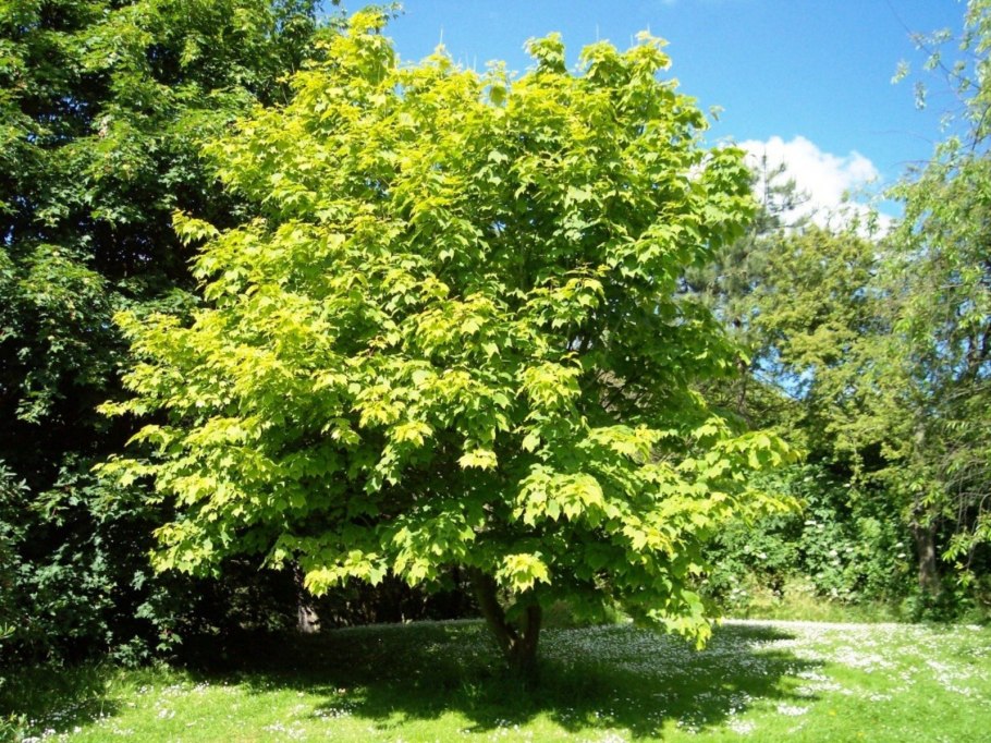 Ясень пенсильванский (Fraxinus pennsylvanica Marsh.)