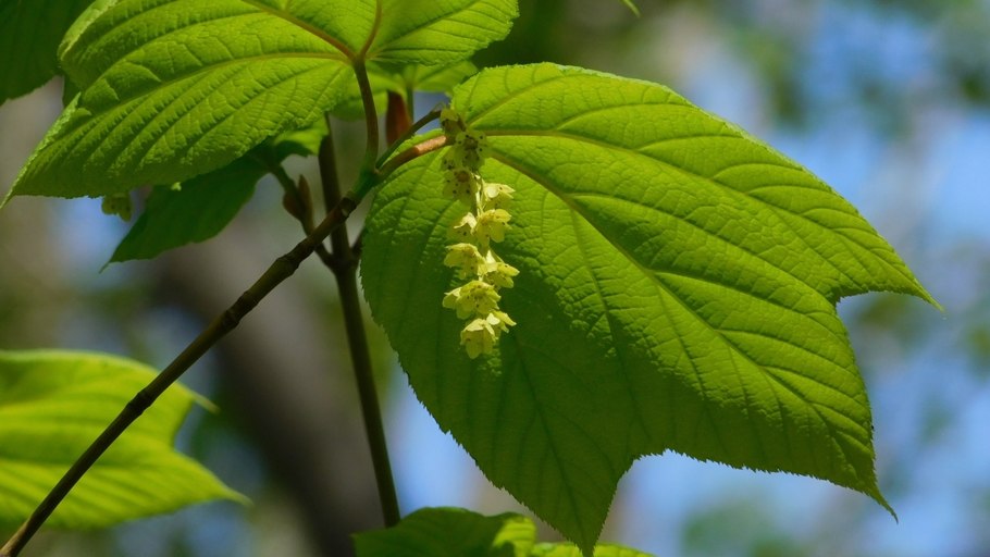 Клен пенсильванский Acer pensylvanicum
