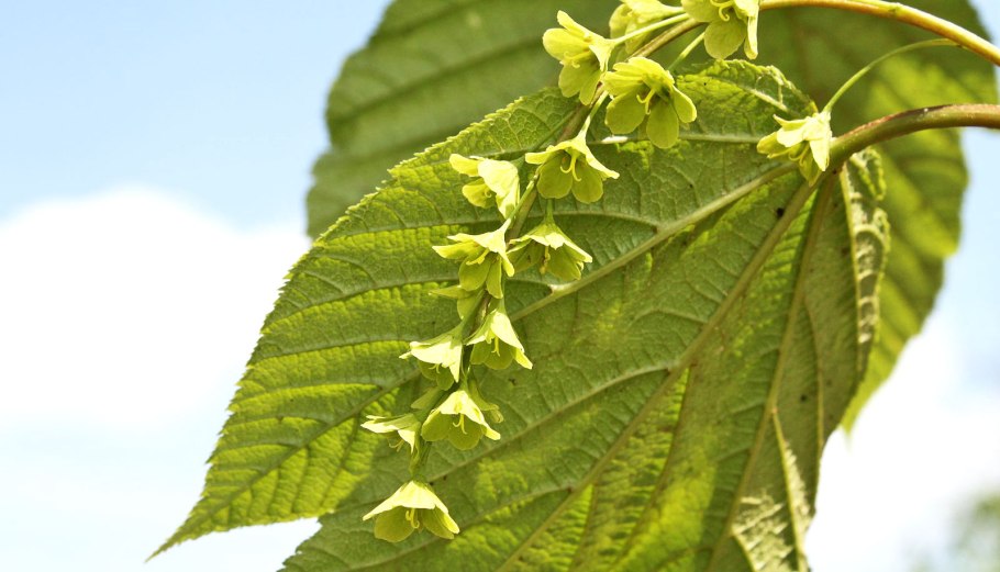 Клён Давида Acer davidii