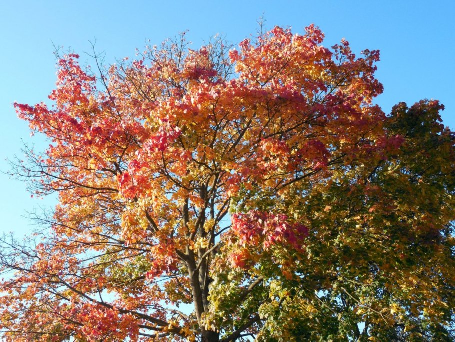 Клен зеленокорый пенсильванский