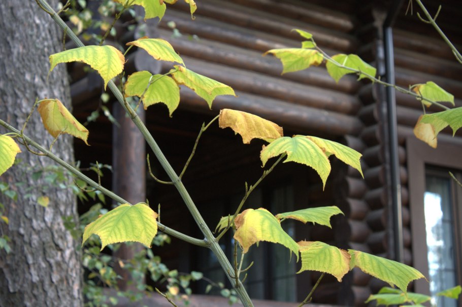 Клен зеленокорый