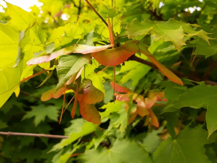 Клен зеленокорый (Acer tegmentosum)