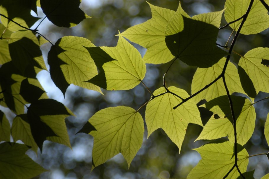 Лист клена Пенсильванского