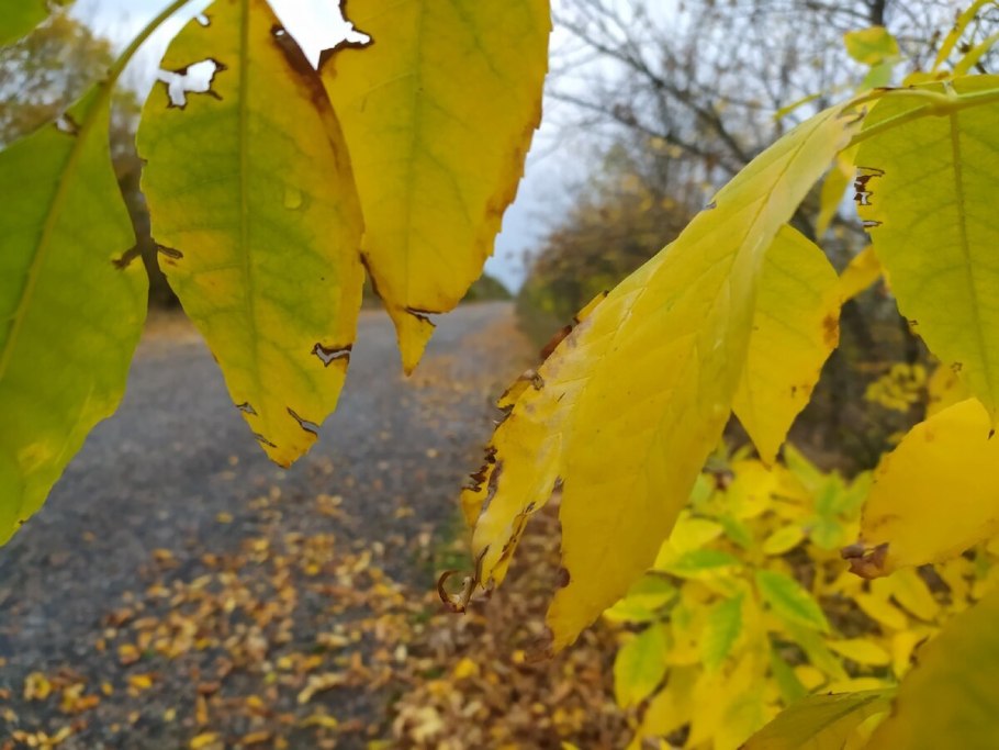 Клен зеленокорый (Acer tegmentosum)