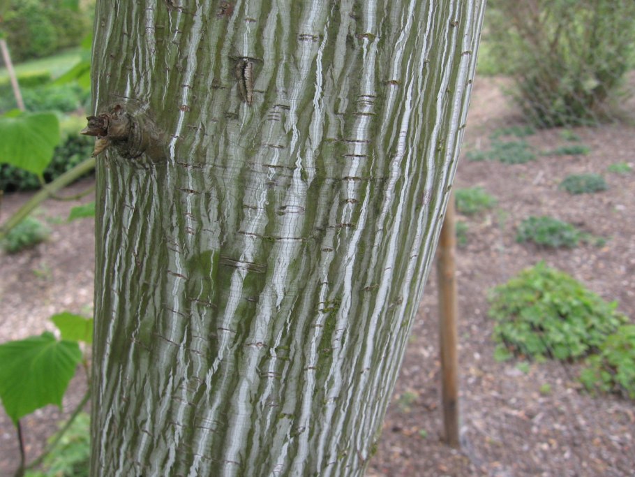 Клен пенсильванский зимой