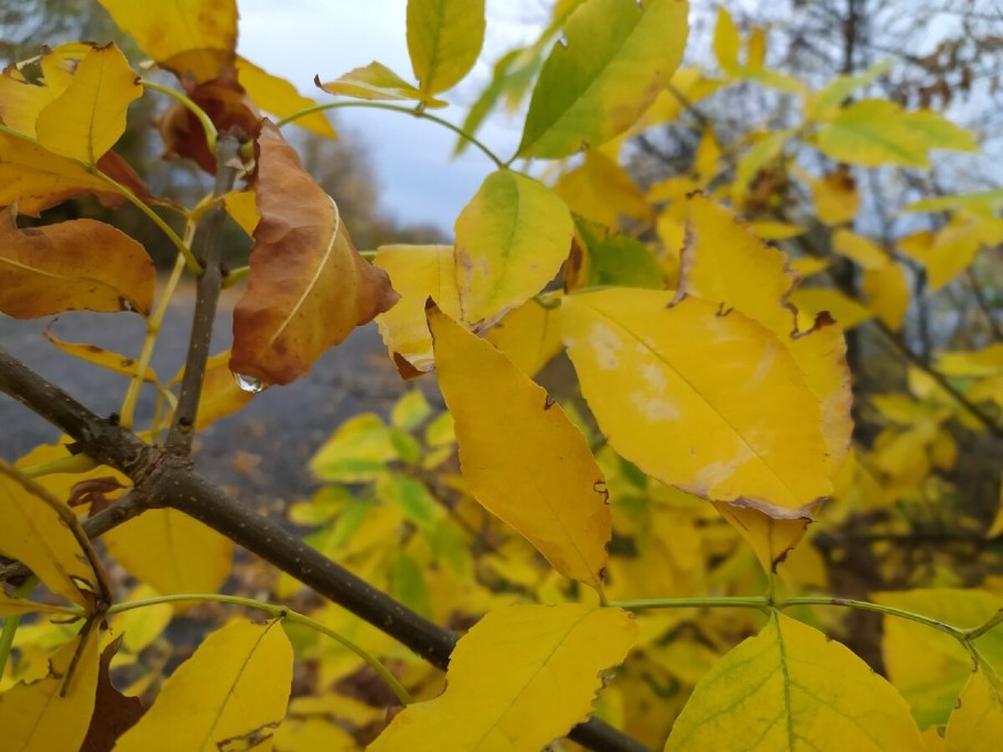 Ясень пенсильванский Плантариум