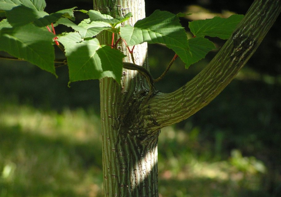 Ясень пенсильванский Fraxinus pennsylvanica
