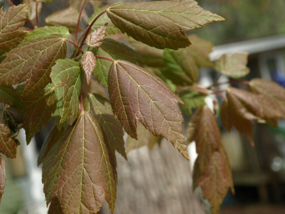 Клен пенсильванский фото