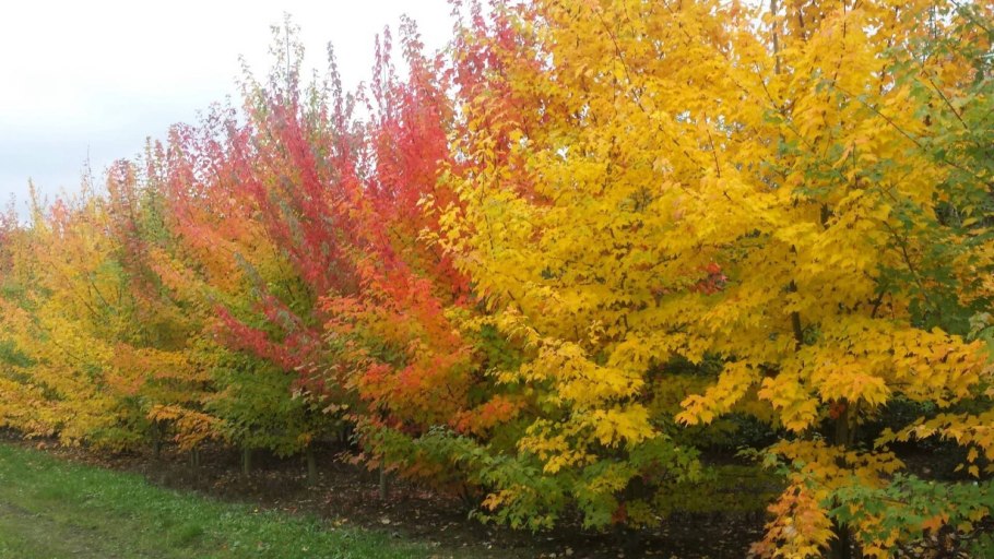 Клен Гиннала осенью