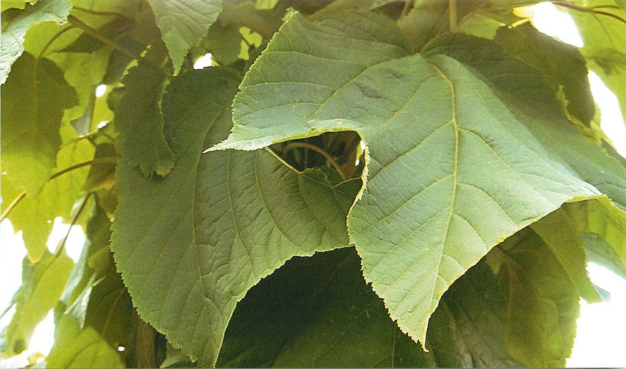 Клен зеленокорый лист