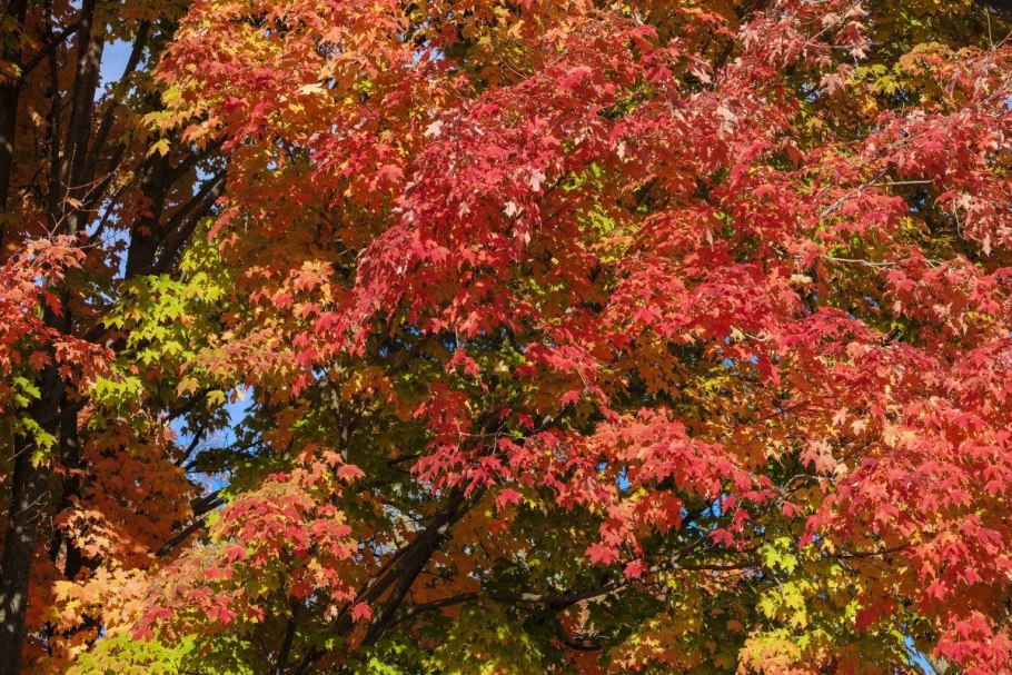Ясень зеленый Fraxinus lanceolata