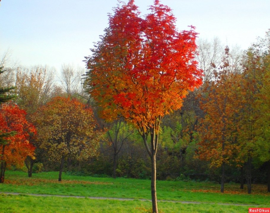 Клен пенсильванский кора