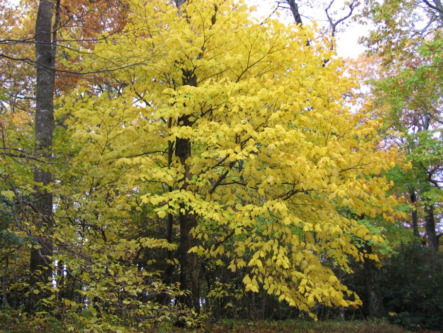 Клен красный Октобер Глори