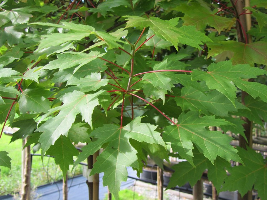Acer pensylvanicum