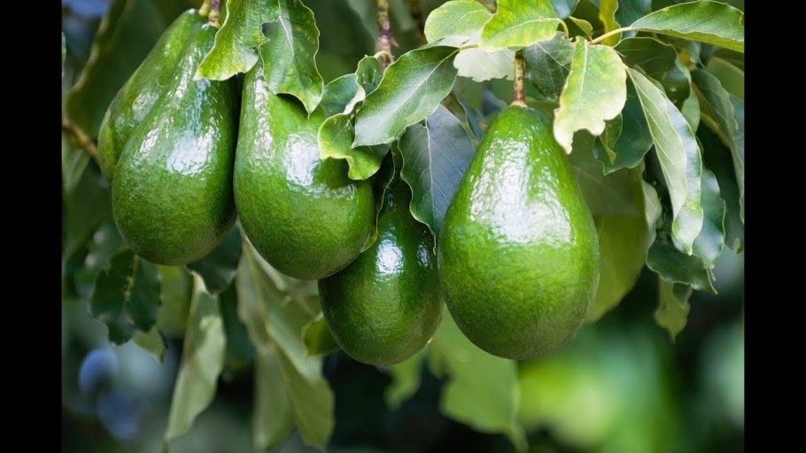 Аллигаторова груша авокадо плод