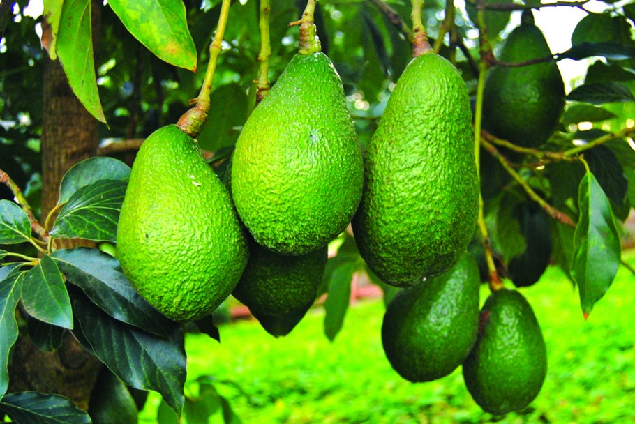 Аллигаторова груша авокадо