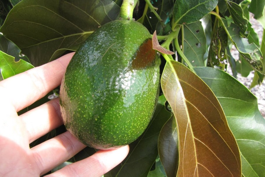 Аллигаторова груша авокадо