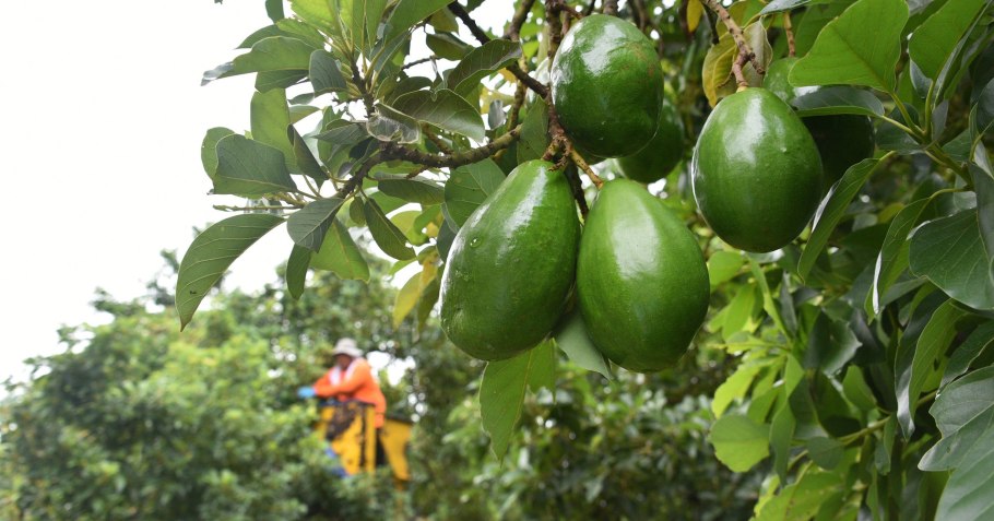 Авокадо деревья Израиль