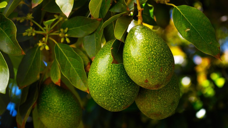 Дерево авокадо с плодами