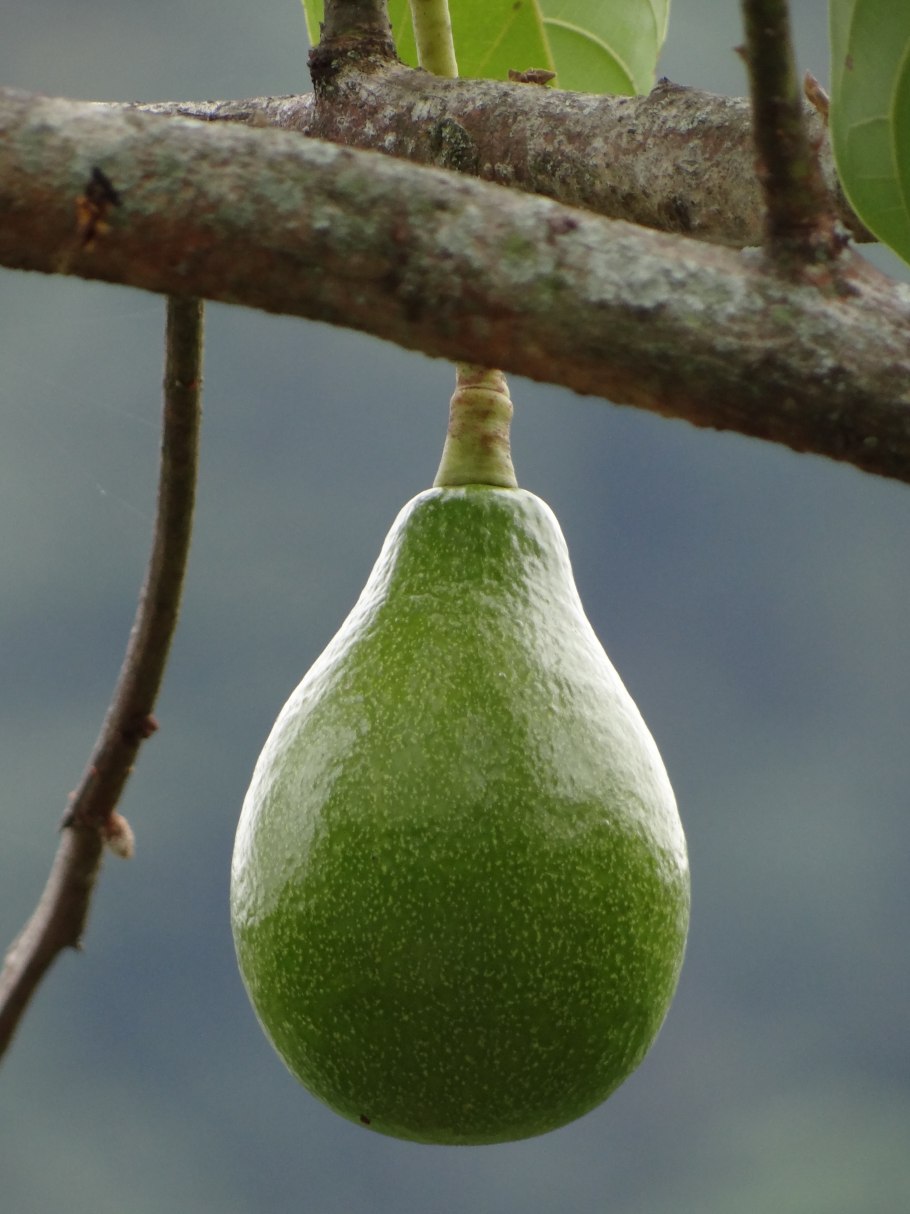 Авокадо Мексика