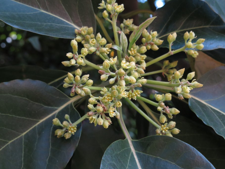 Авокадо Хаас дерево