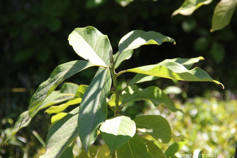 Авокадо Persea Americana