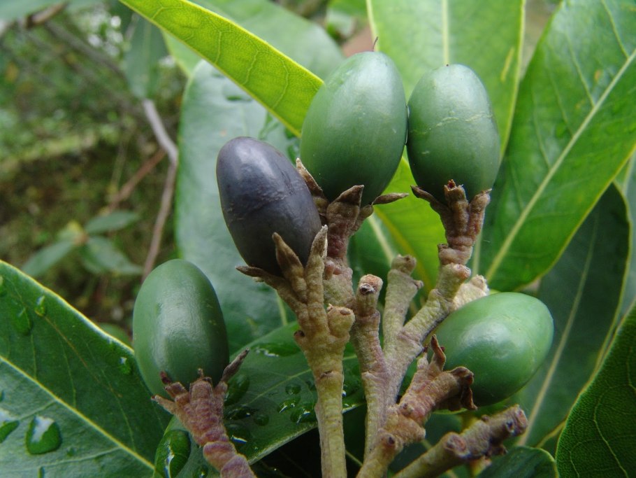 Персея дерево