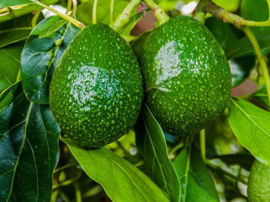 Авокадо растение