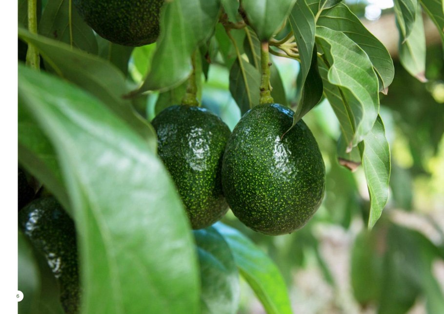Авокадо Хаас дерево