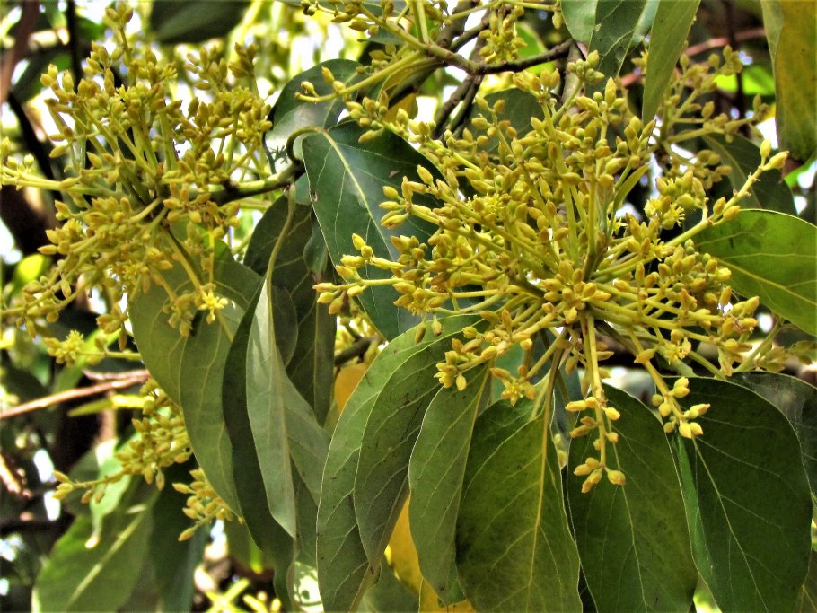 Пернамбуко дерево