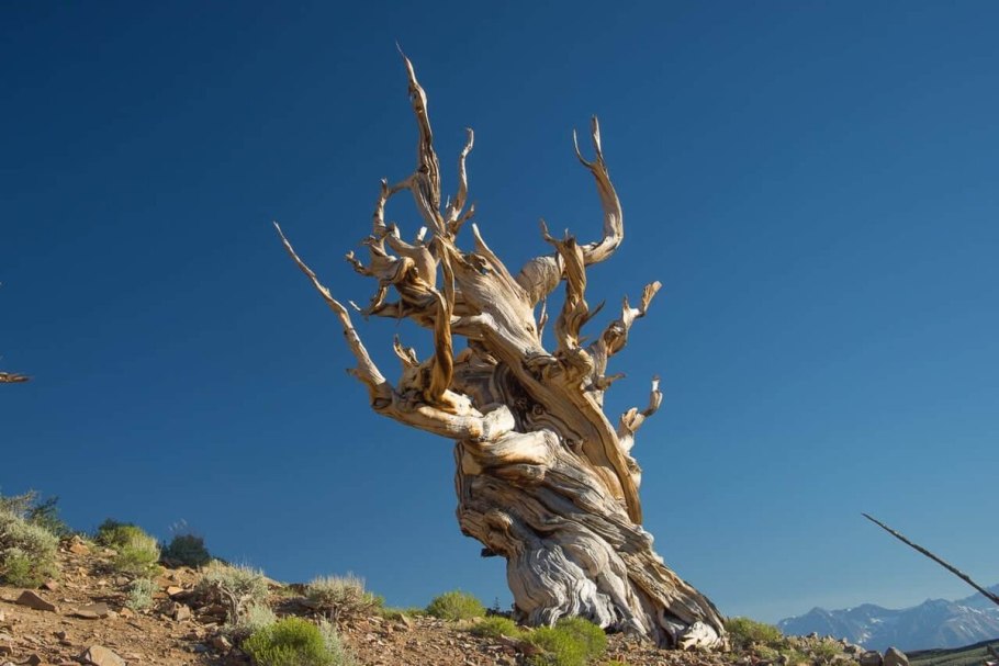 Секвойя Мафусаил