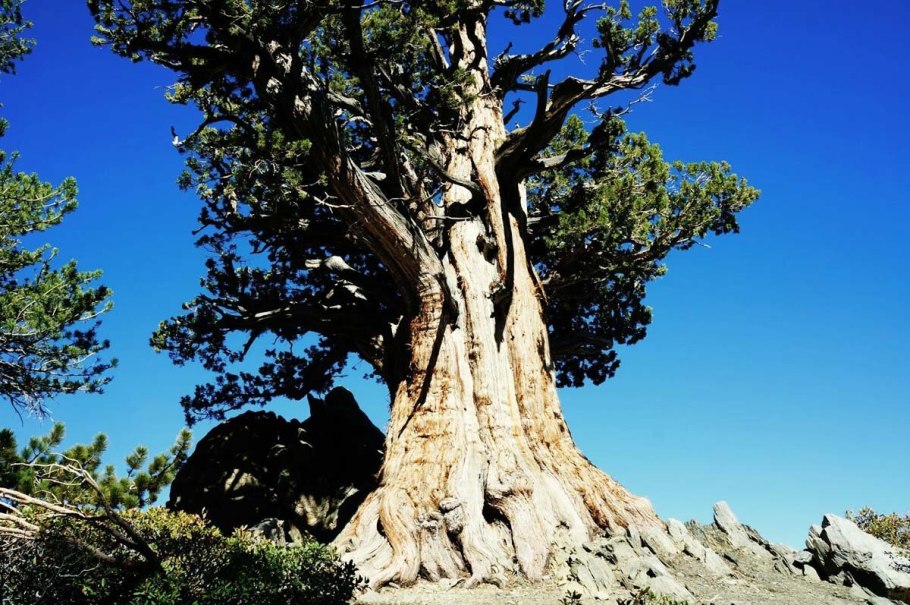 Bristlecone Pine Trees