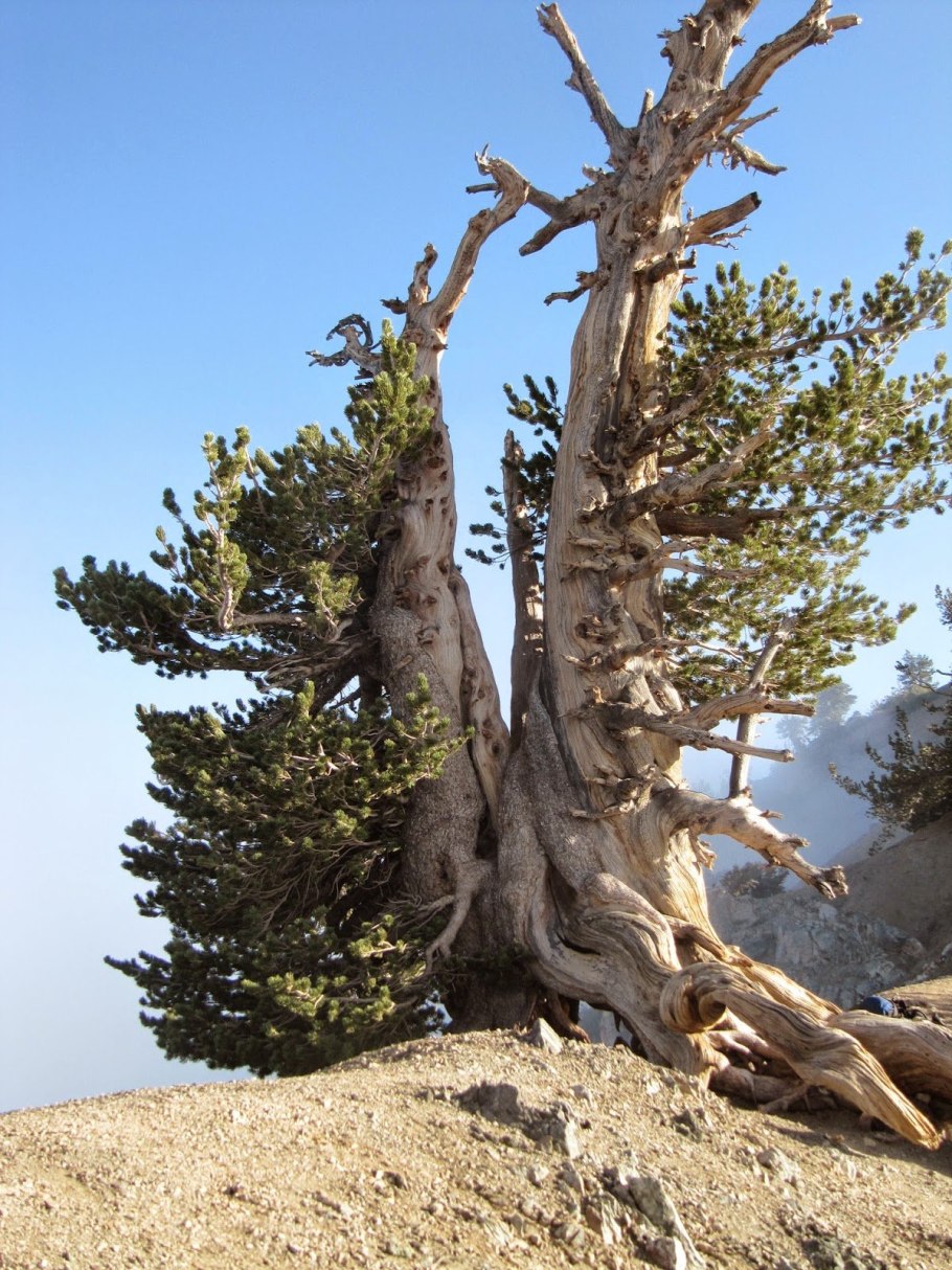 Сосна остистая Мафусаил