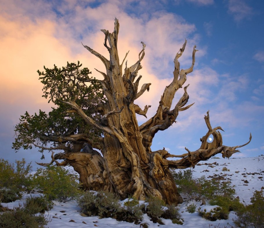 Межгорная сосна Мафусаил