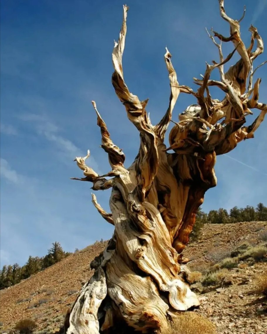 Древние деревья на планете