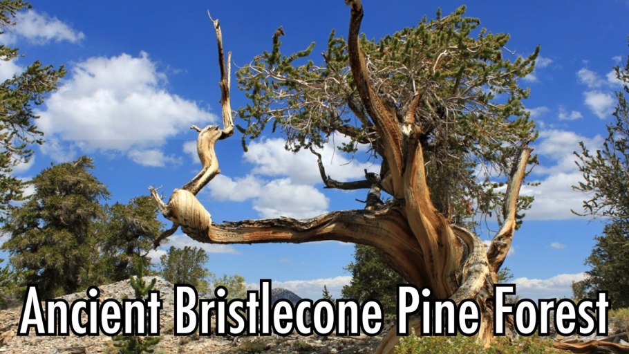 Мафусаил пророк