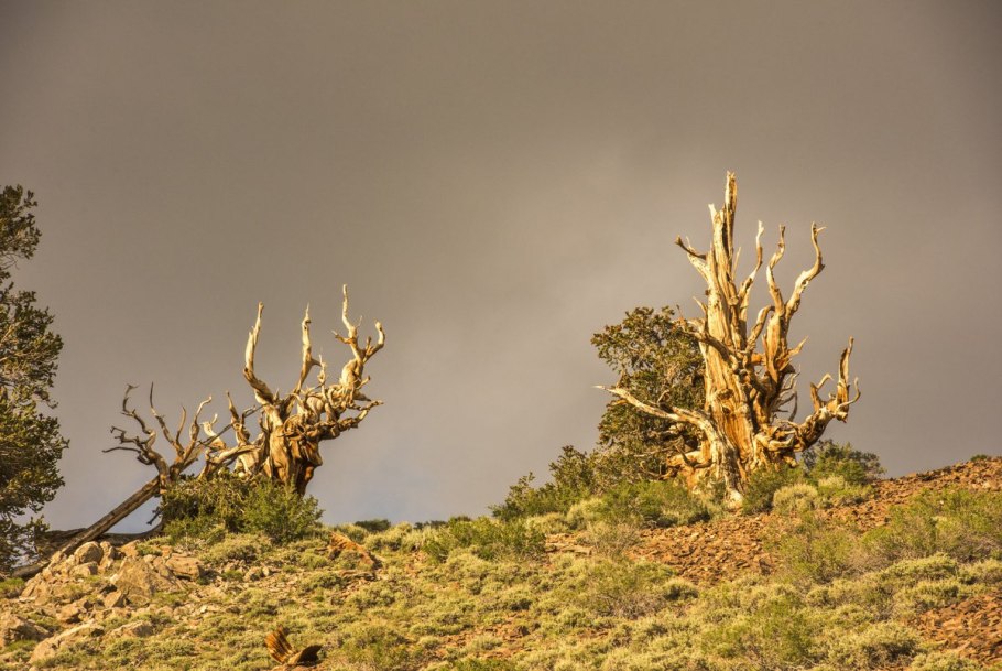 Сосна остистая Pinus aristata